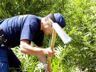 Βρέθηκε χασισοφυτεία με 1200 δενδρύλλια