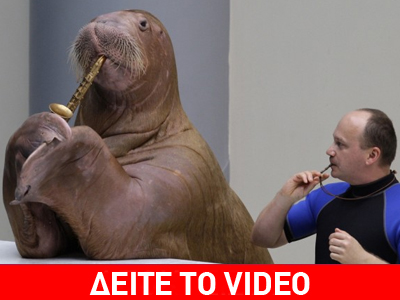 Θαλάσσιος ελέφαντας παίζει σαξόφωνο