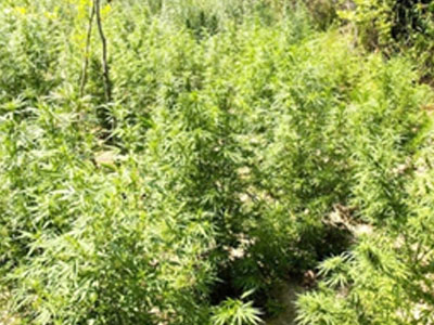 Συνελήφθη 16χρονος έμπορος χασίς