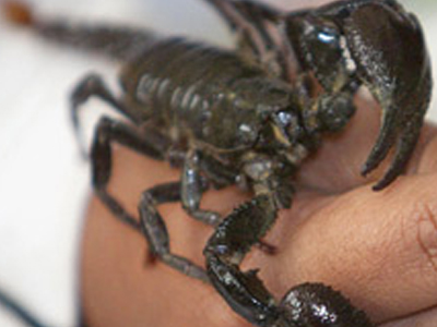 Σκορπιός σε πολυκάταστημα