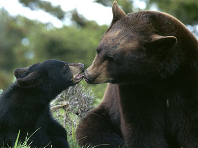 Αρκούδα μπήκε σε μαντρί και κατασπάραξε 15 αρνιά