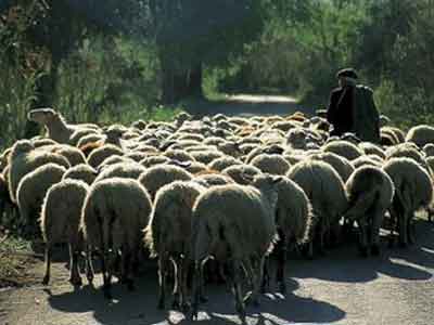 Μπήκαν σε μαντρί και έσφαξαν 152 πρόβατα