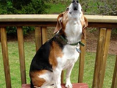 Η συμπεριφορά των ζώων πριν από σεισμούς