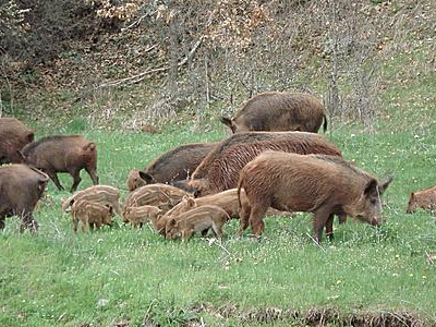 Συνελήφθη για αιχμαλωσία αγριογούρουνων