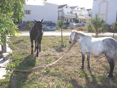 Άλογα σκόρπισαν πανικό στον Περιφερειακό του Βόλου!
