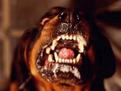 Ο σκύλος ”ματαίωσε” τη ληστεία!