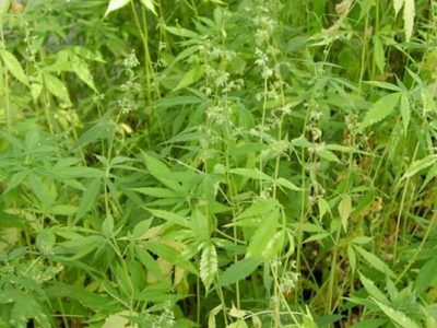 Συλλήψεις για ναρκωτικά στη Θεσσαλονίκη