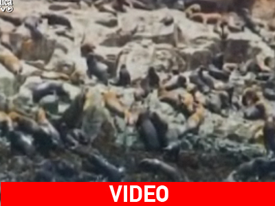 Κολύμπι παρέα… με φώκιες