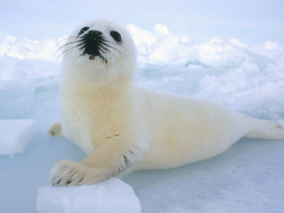 ”Εμπάργκο” της ΕΕ στα προϊόντα φώκιας