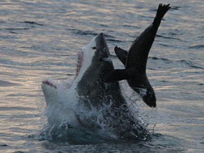 Μάχη “γιγάντων”