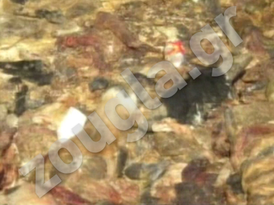 «Λουκέτο» σε δημοτικό σφαγείο-χωματερή