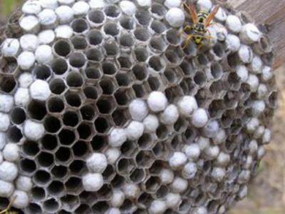 Πήγε να κάψει σφηκοφωλιά και έβαλε φωτιά