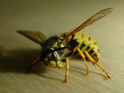 Γιατί τσιμπούν οι σφήκες;