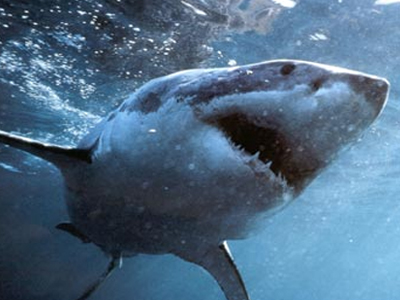 Έδωσε μπουνιά σε καρχαρία