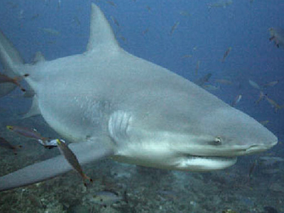 Επίθεση καρχαρία σε δύτη