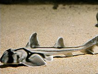 Βρήκαν έναν… καρχαρία στα σκαλιά τους