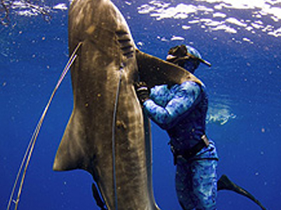 Δύτης πάλεψε με καρχαρία… και νίκησε