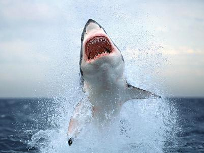Θανατηφόρα επίθεση καρχαρία