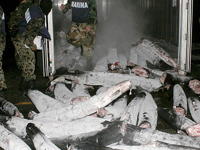 Καρχαρίες γεμιστοί… με ένα τόνο κοκαΐνη