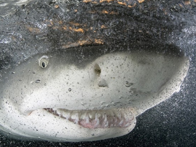 Το χαμόγελο του… καρχαρία