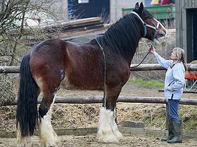 Ένα άλογο «γίγαντας» βάρους… δύο τόνων