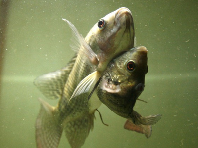 Γεννήθηκαν σιαμαία… ψάρια