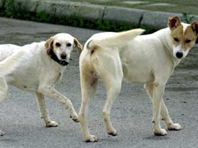 Τα αδέσποτα στη ζωή μας