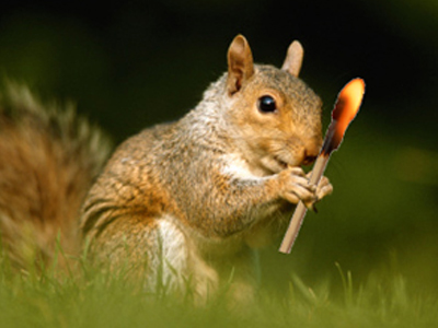 Σκίουροι … εμπρηστές