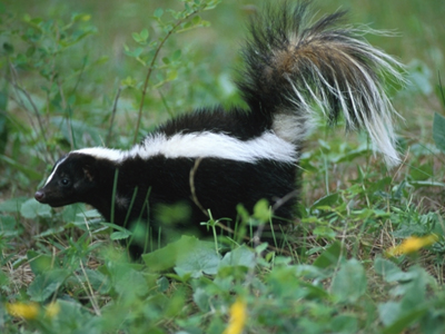 Κλειστόν λόγω… κουναβιού