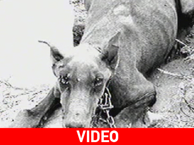 Εικόνες-σοκ με τα ετοιμοθάνατα αλυσοδεμένα σκυλιά