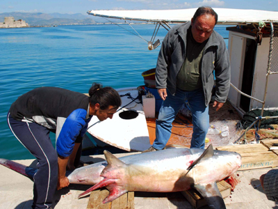 «Ψάρεψαν» σκυλόψαρο μήκους 3,5 μέτρων