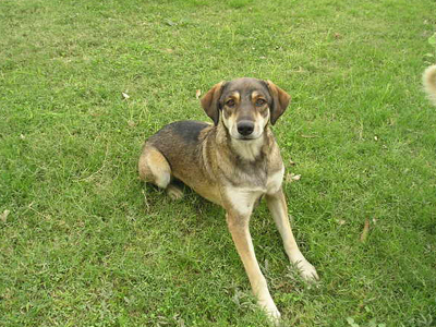 Σκυλίτσα φρόντισε εγκαταλελειμμένο βρέφος