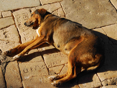 Ασυνείδητοι βασάνισαν σκύλο