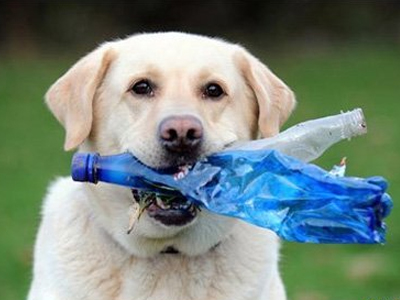 Ο σκύλος που…ανακυκλώνει