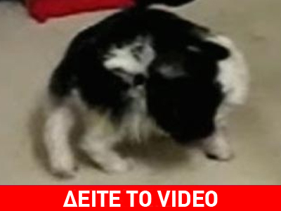 Πόλεμος ανάμεσα σε σκύλο … και την ουρά του