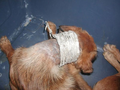 Βασανισμός σκύλου στον Κάλαμο