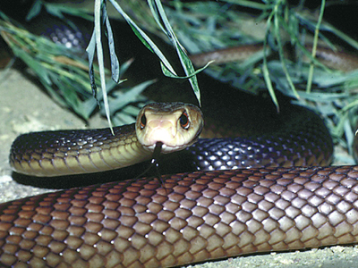 Γλίτωσε από επίθεση δηλητηριώδους φιδιού