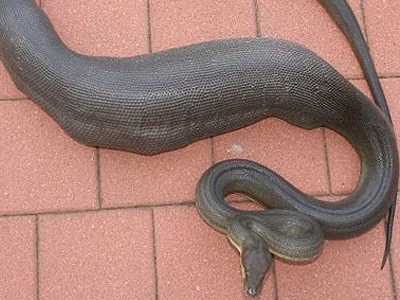 Πύθωνας καταβρόχθισε σκυλί