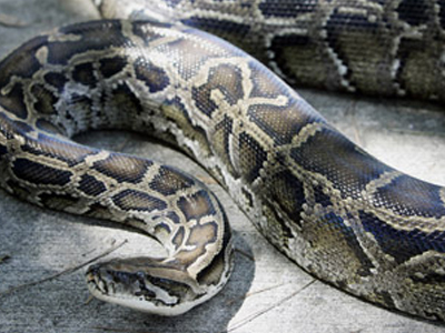 Ένα φίδι στην τουαλέτα του