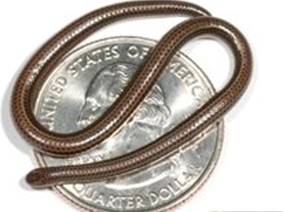 Το μικρότερο φίδι στον κόσμο