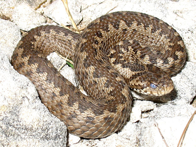 Κανένας κίνδυνος στο Παγγαίο από τα φίδια