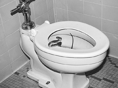 Έκατσε στην τουαλέτα και τον δάγκωσε… ένα φίδι!