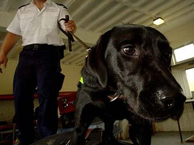 Σκυλιά ψάχνουν ναρκωτικά στα εφηβικά δωμάτια