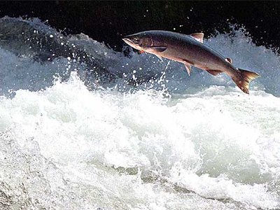 O σολωμός της Παπακώστα