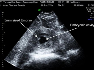 Υπέρηχος σε ελέφαντα