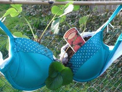 Κάντε τα σουτιέν σας… ζαρντινιέρες