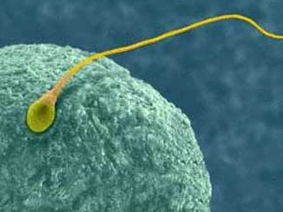 Όσο πιο έξυπνοι τόσο πιο… γόνιμοι!