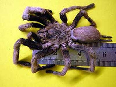 Η εισβολή των τεράστιων… αραχνών