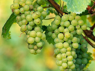 Σταφύλια για αποτοξίνωση