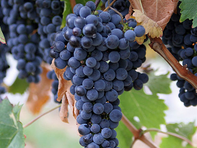 Η ρεσβερατρόλη και το γαλλικό παράδοξο